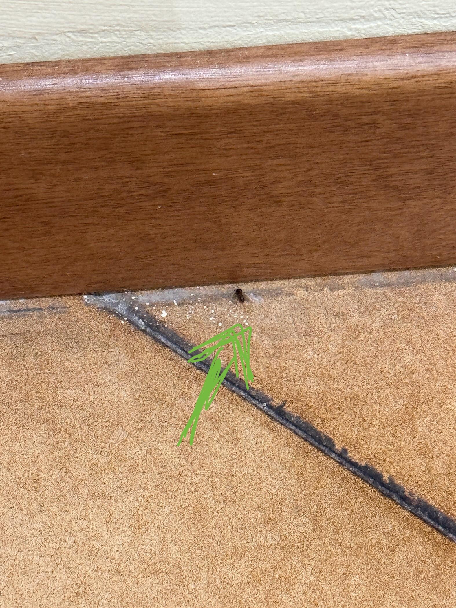 Insects on the floor