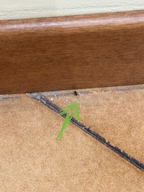 Insects on the floor