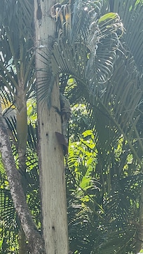 Wildlife