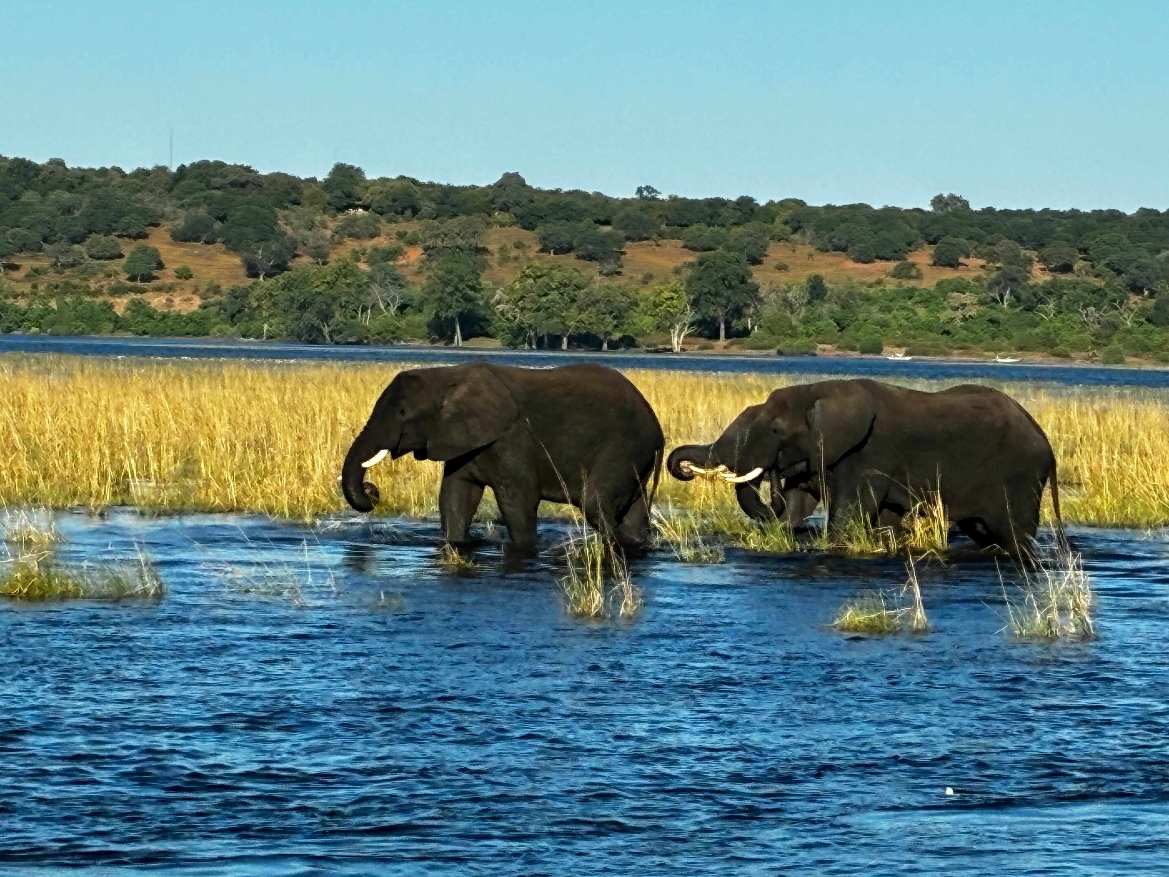 Swimming elephants 