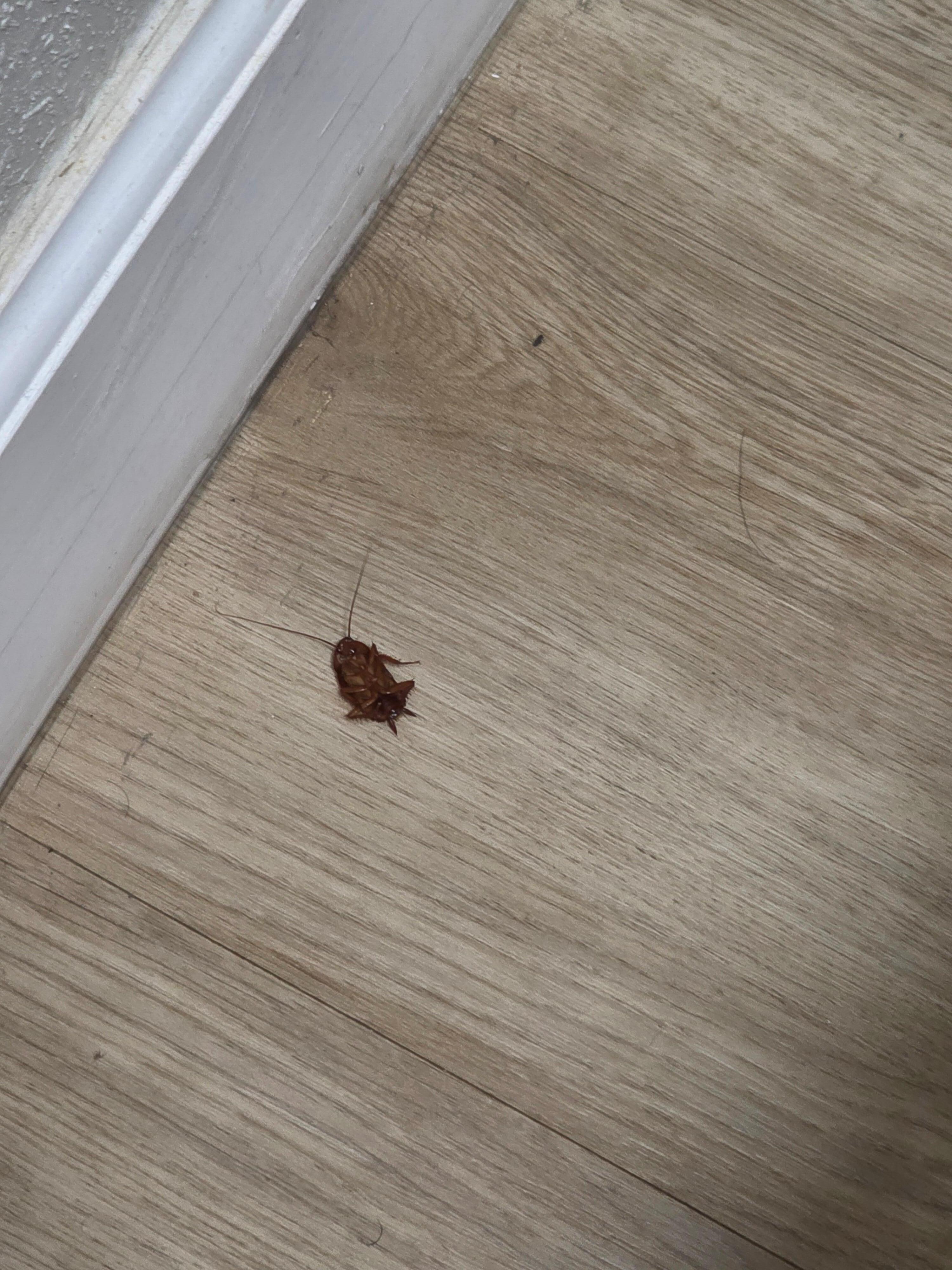 Roach in the bathroom 