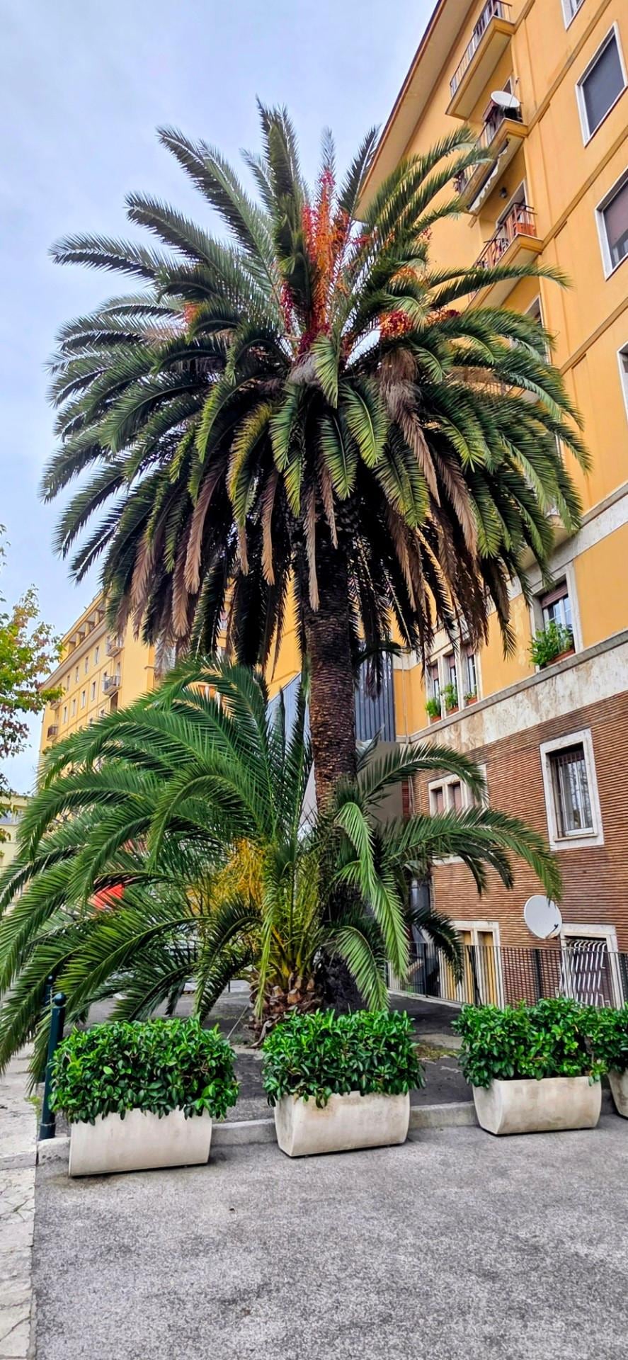 Rechts vor dem Nachbar Haus eine wunderschöne Palme.