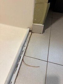 Mold in shower