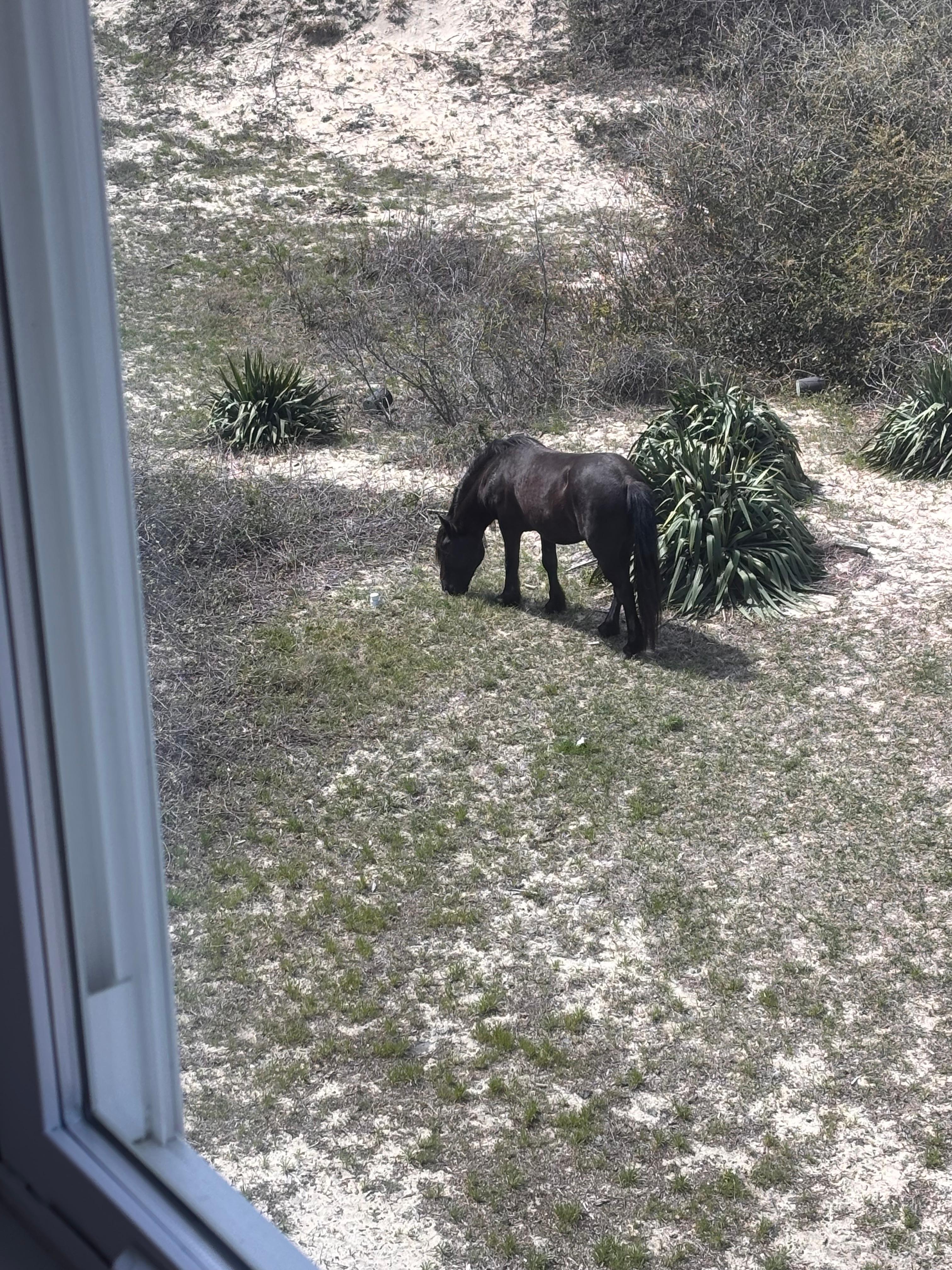 Horse in the backyard 