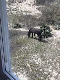 Horse in the backyard
