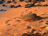 Every evening we had turtles on the beach. All day along the rocks they were feeding.