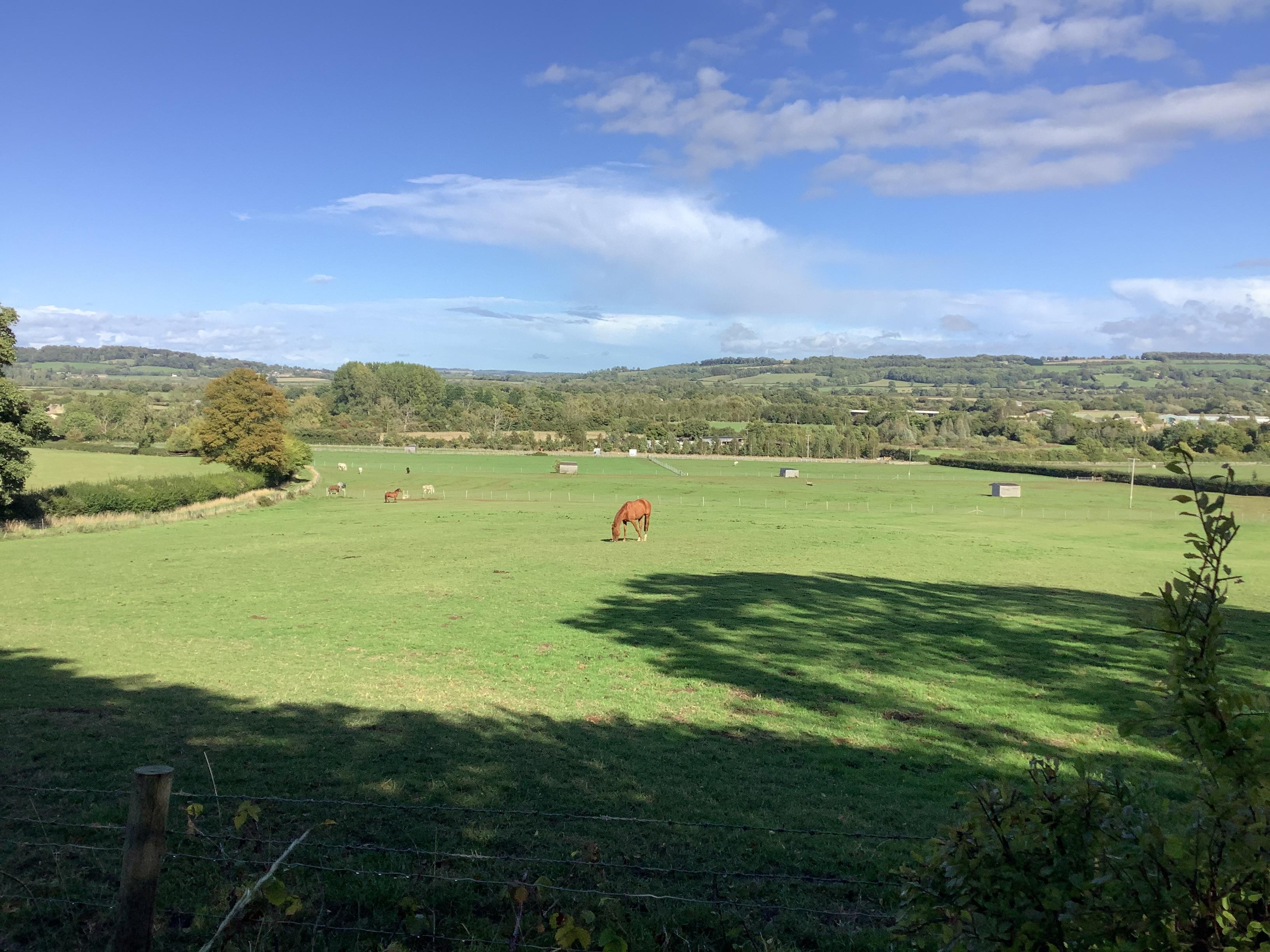 Pasture on the property