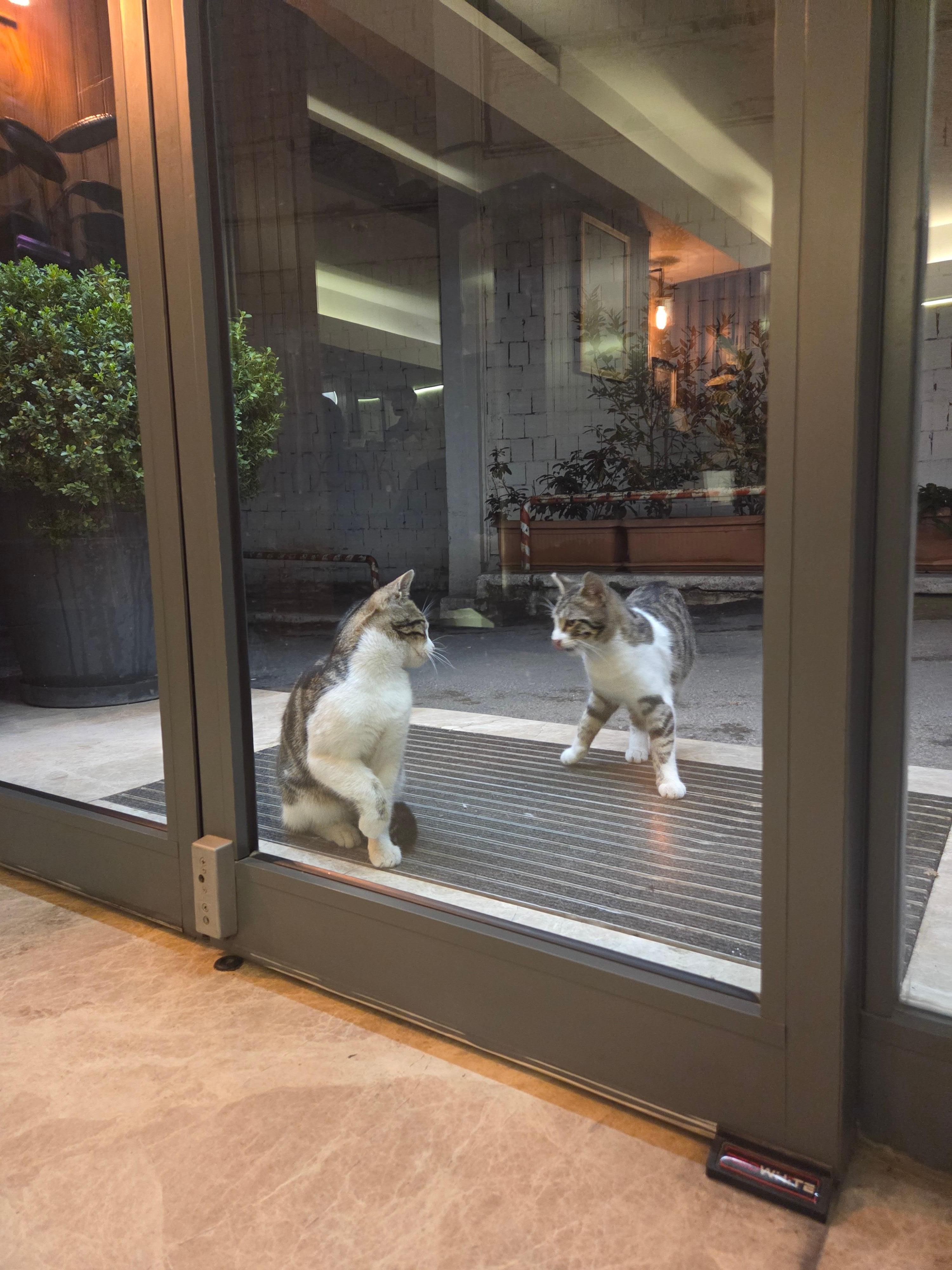 Cats playing but know not to come into the hotel