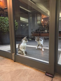Cats playing but know not to come into the hotel