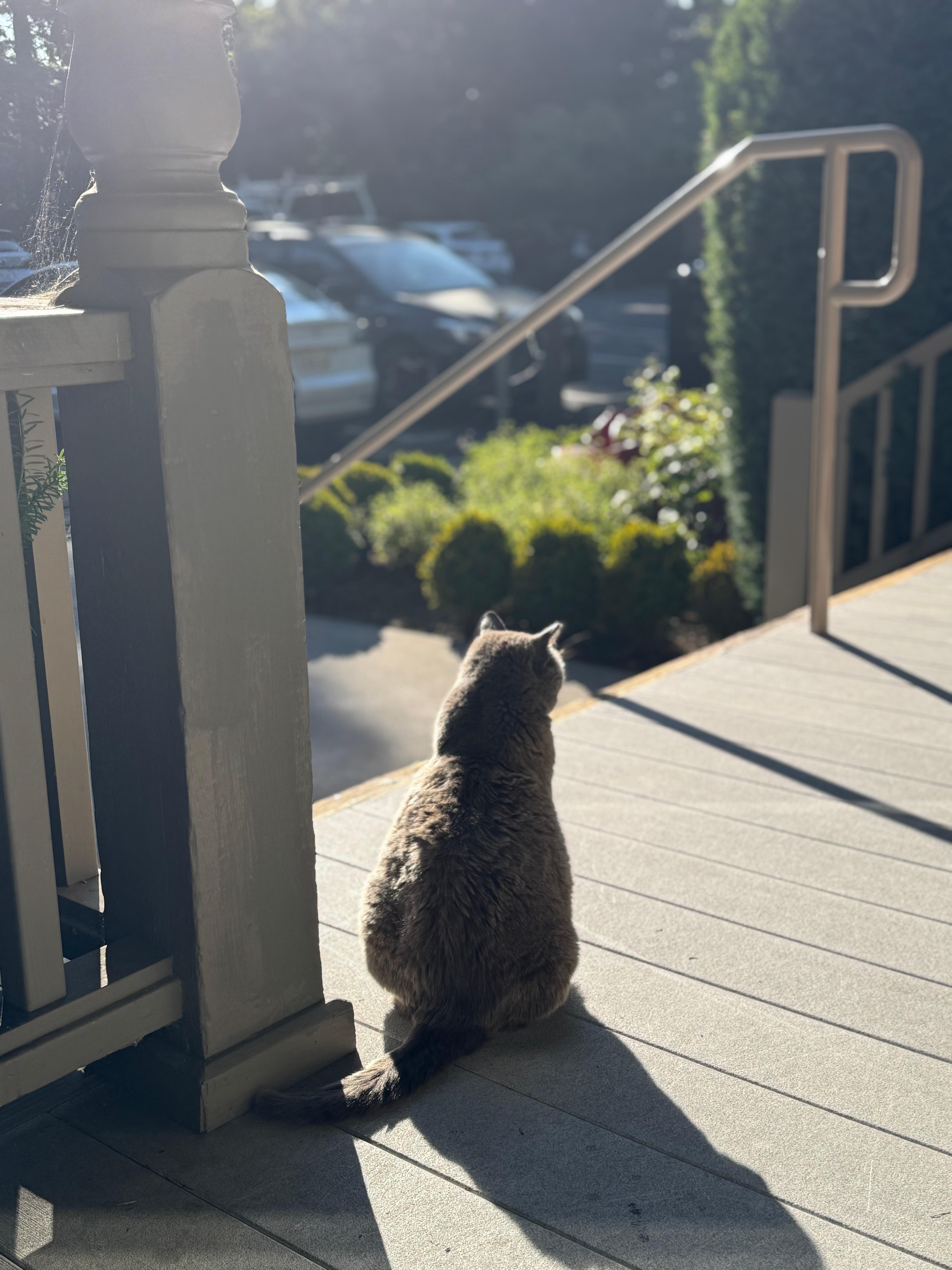 Sweetest old kitty that lives on the property.