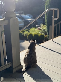 Sweetest old kitty that lives on the property.