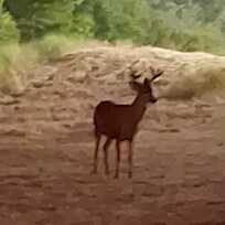 Back Yard Visitor