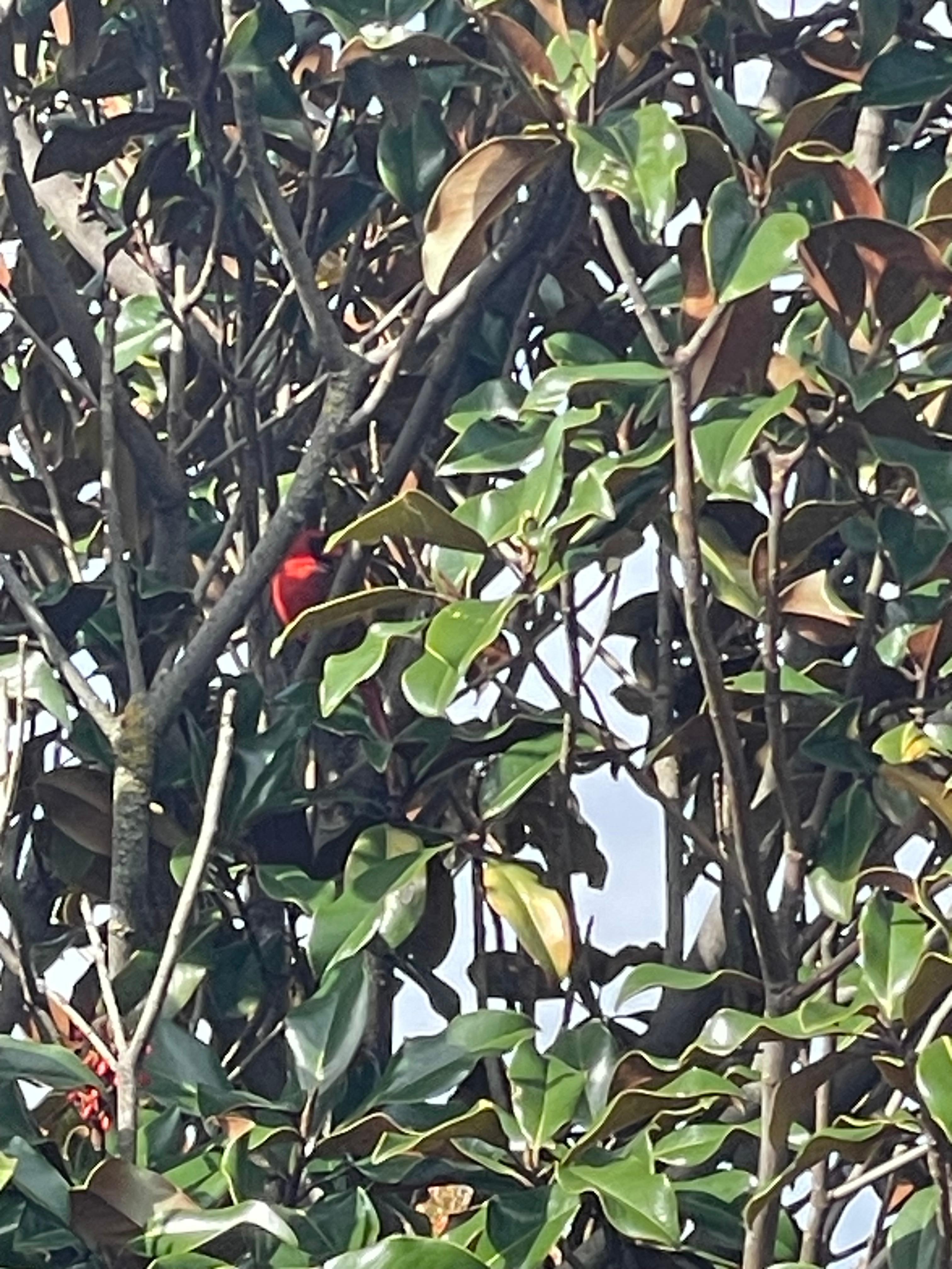 Lil red bird hanging out in the Magnolia tree. 
