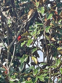 Lil red bird hanging out in the Magnolia tree.