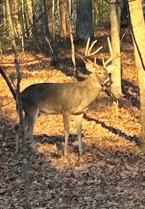 Deer everywhere around the property