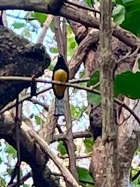 A trogon rom the deck.