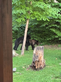 The bears were a sight to seez