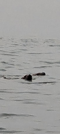 Watched the sea lions playing