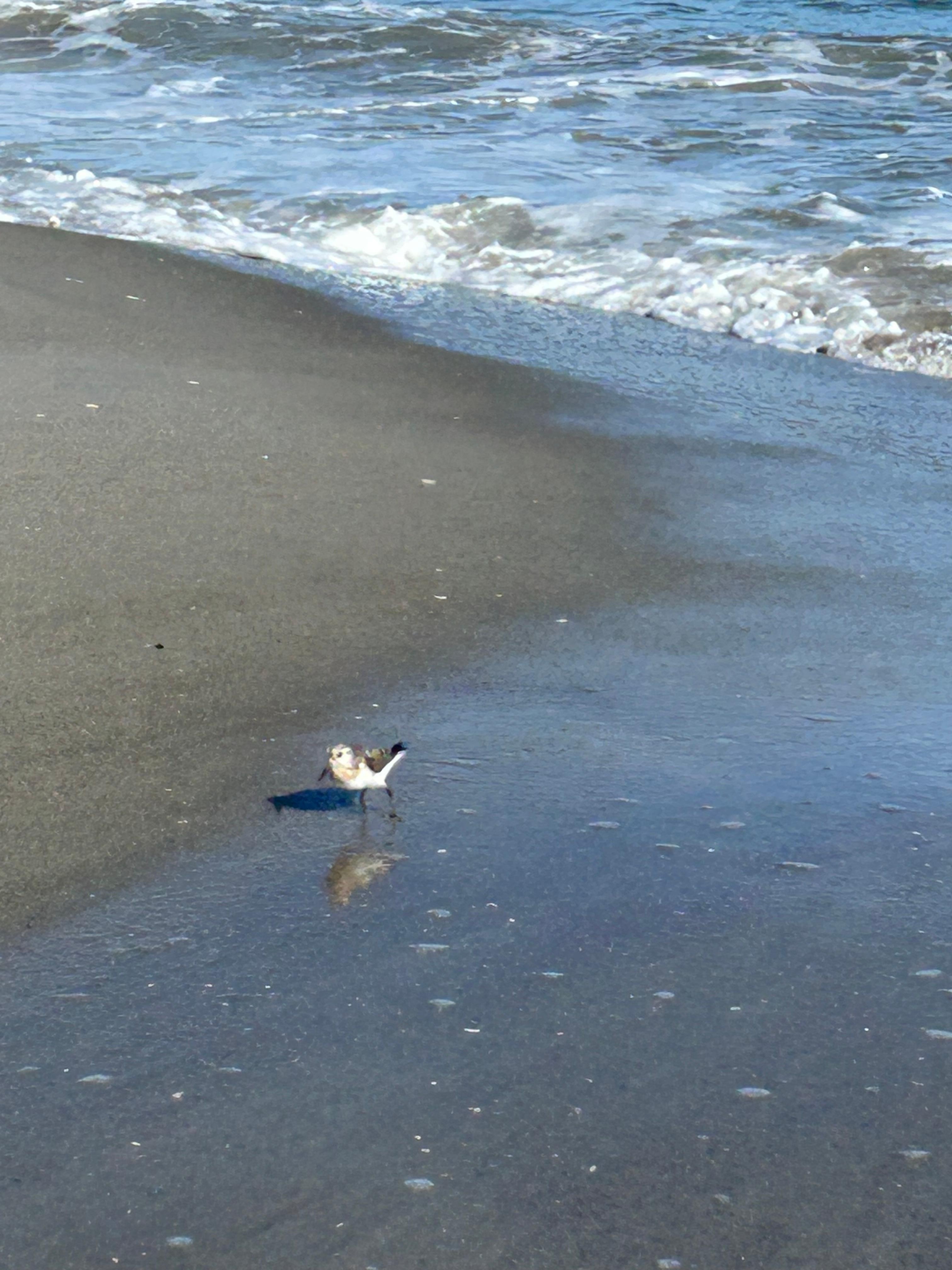 Friendly sandpiper 