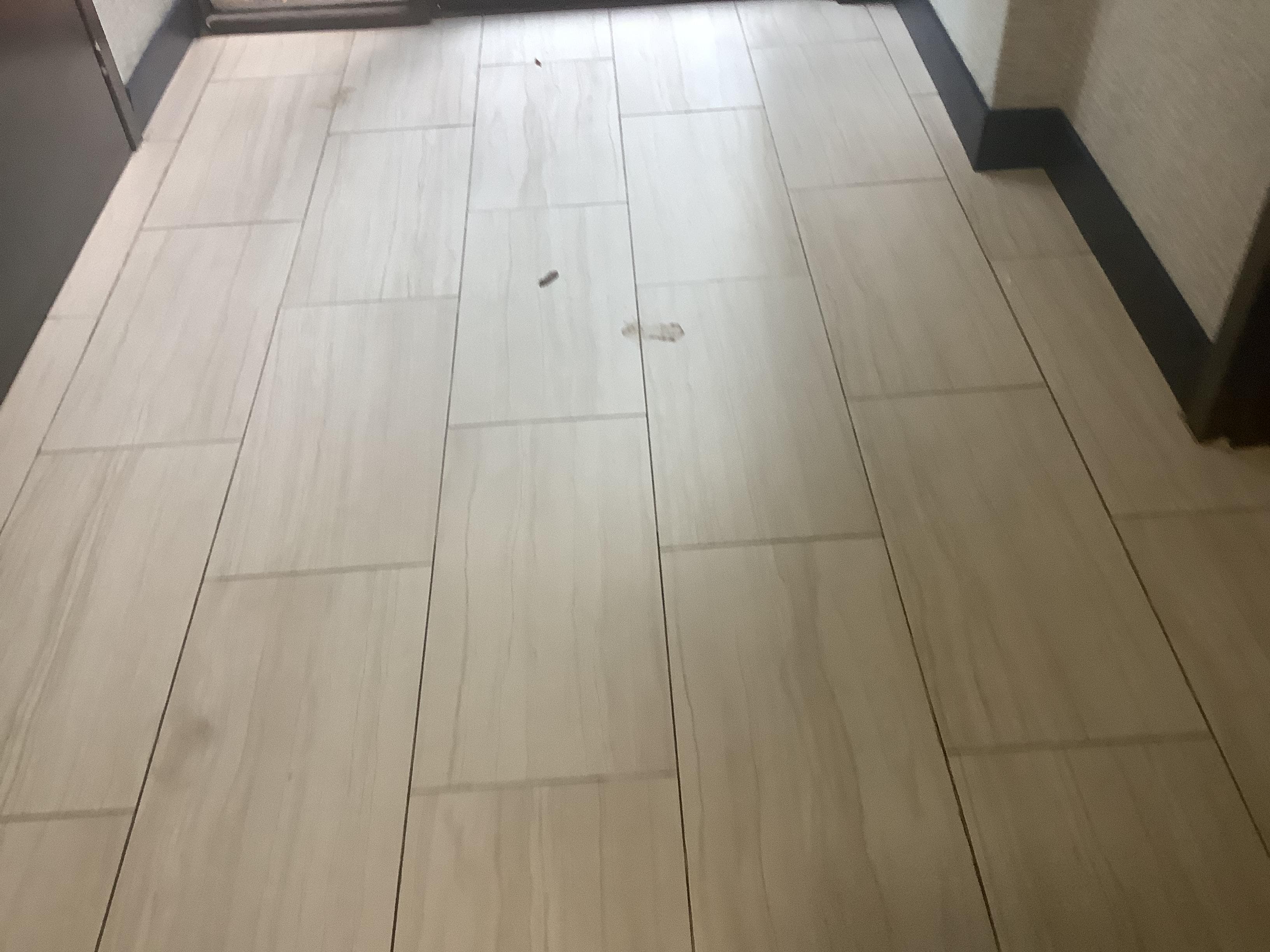 Dog poor on lobby floor