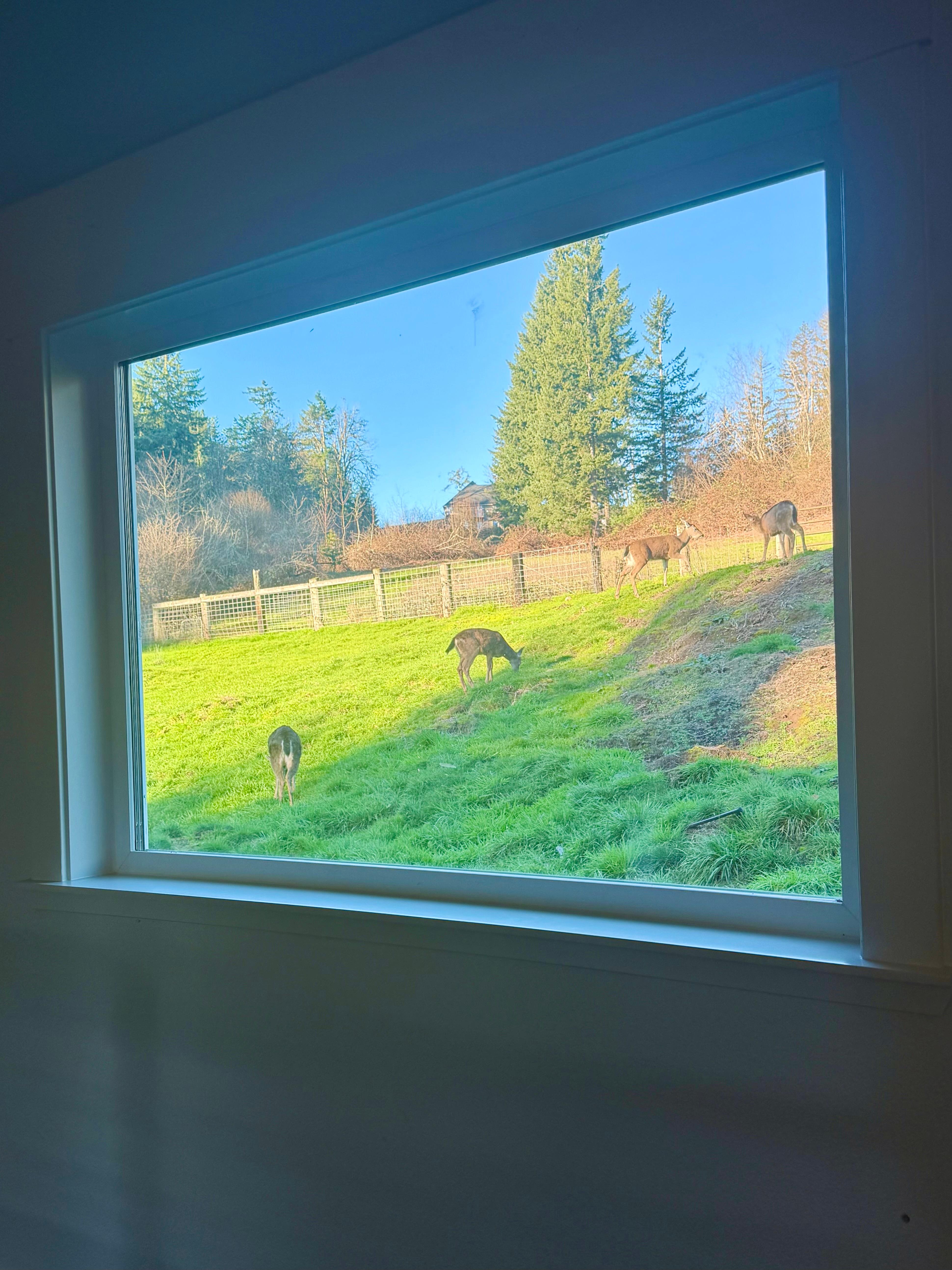 Beautiful deer right outside our window! 