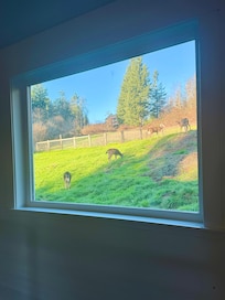 Beautiful deer right outside our window!