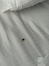 Roach in the bed