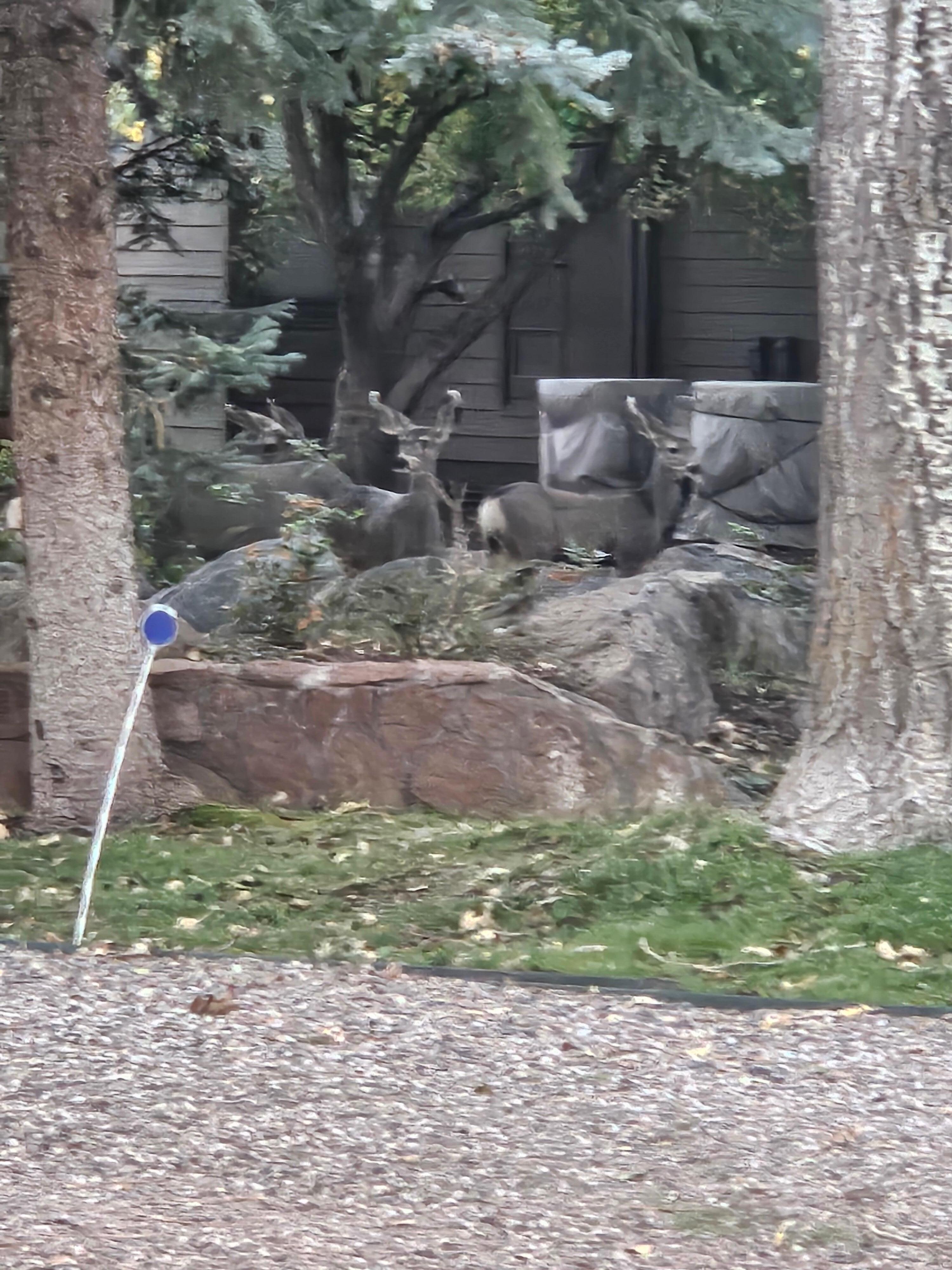 Daily visits from the wildlife