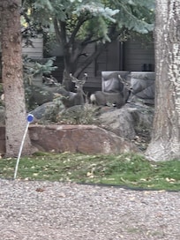 Daily visits from the wildlife