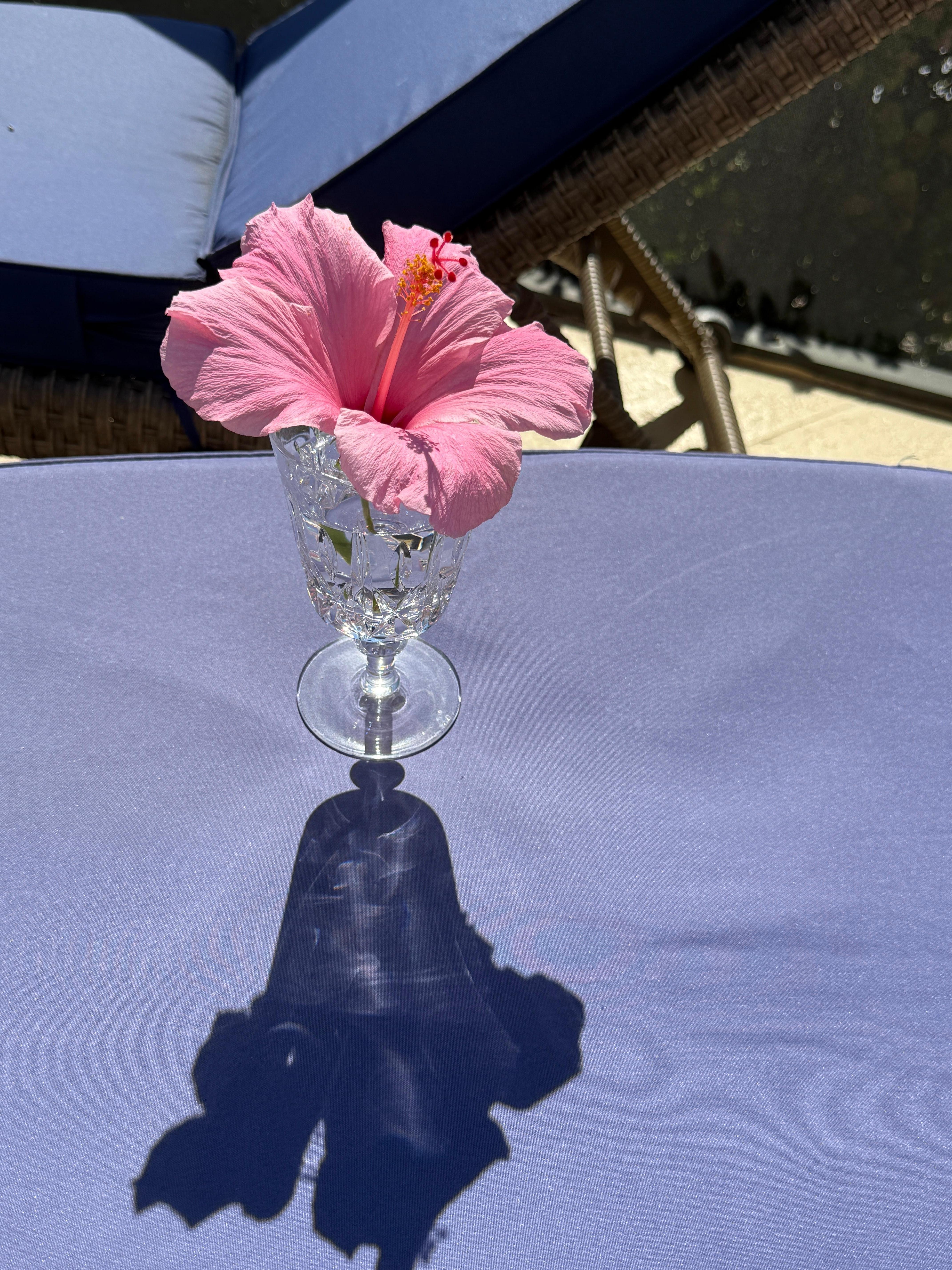 Hibiscus for still life painting