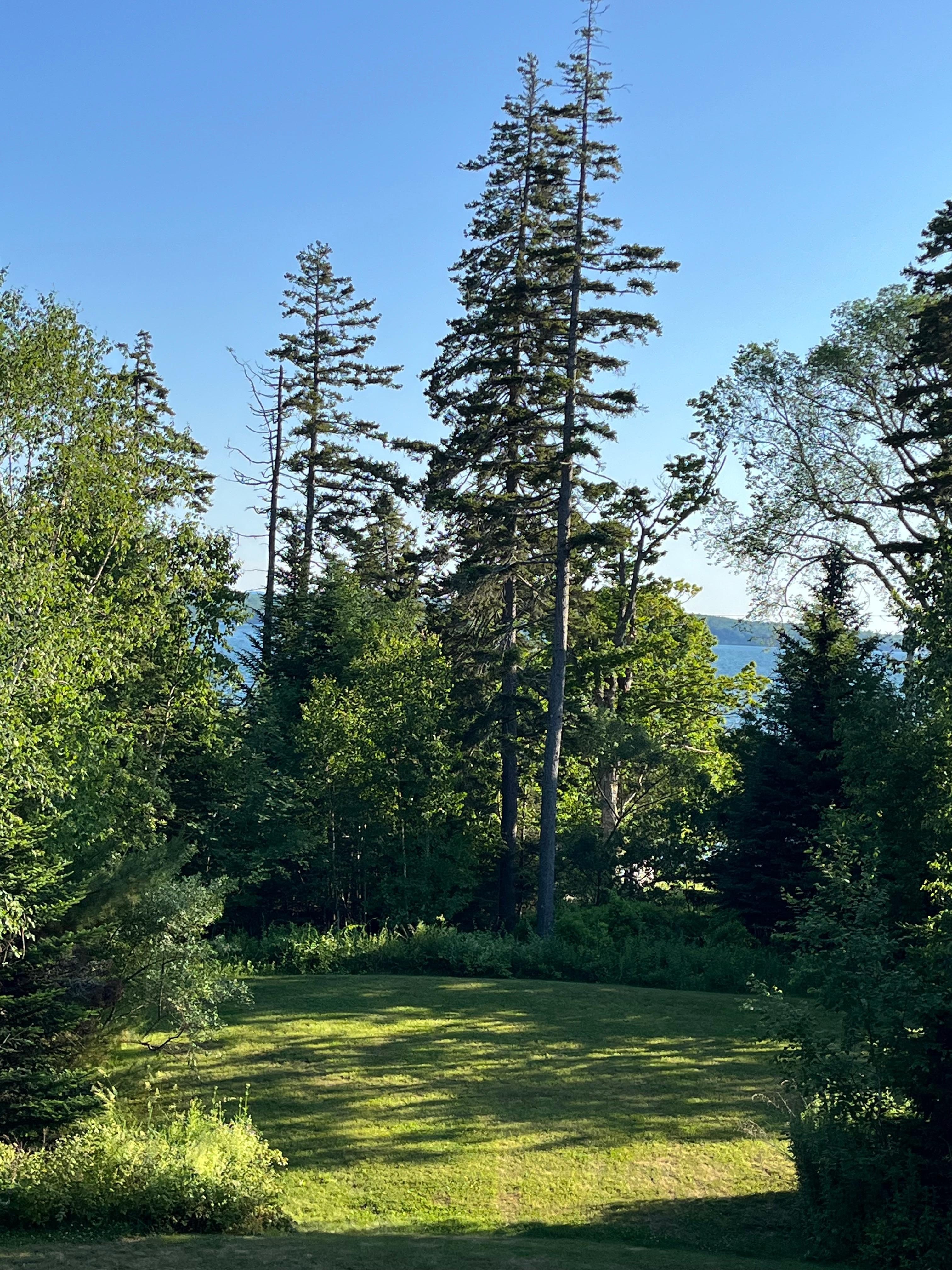 Beautiful afternoon after some rain (on the porch)