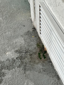 Mold growing by window
