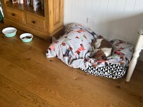 Lucy had her own special bed and dogs bowls.