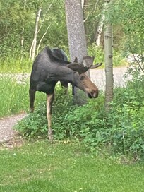 Moose feeding in front of the unit!