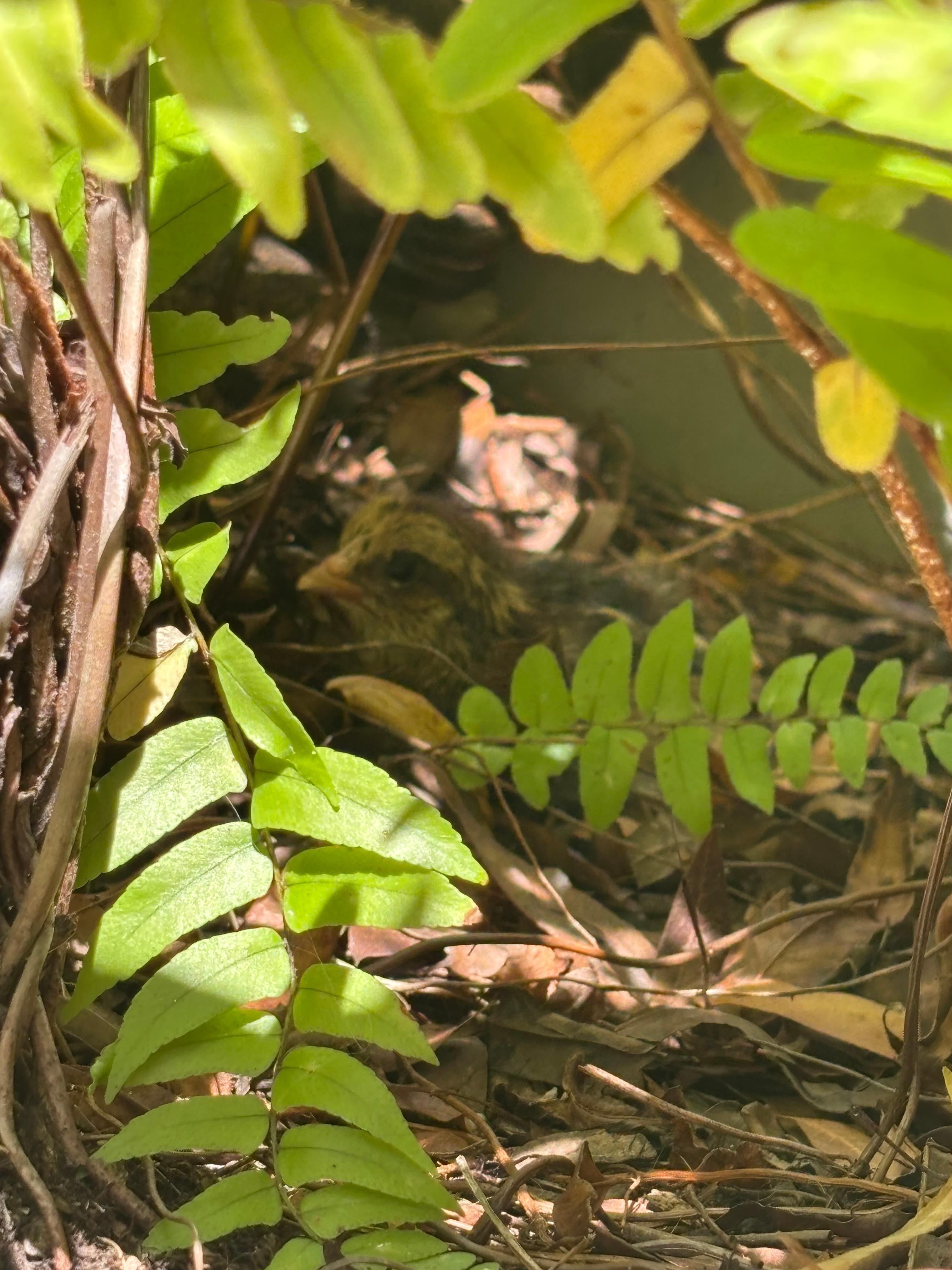 Discovered a hen and a freshly hatched chick on our last morning!