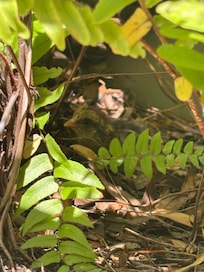 Discovered a hen and a freshly hatched chick on our last morning!