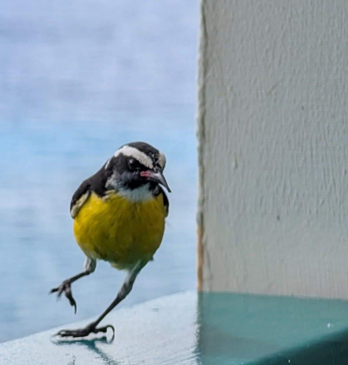 Breakfast guest