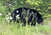 The bear is leaving.