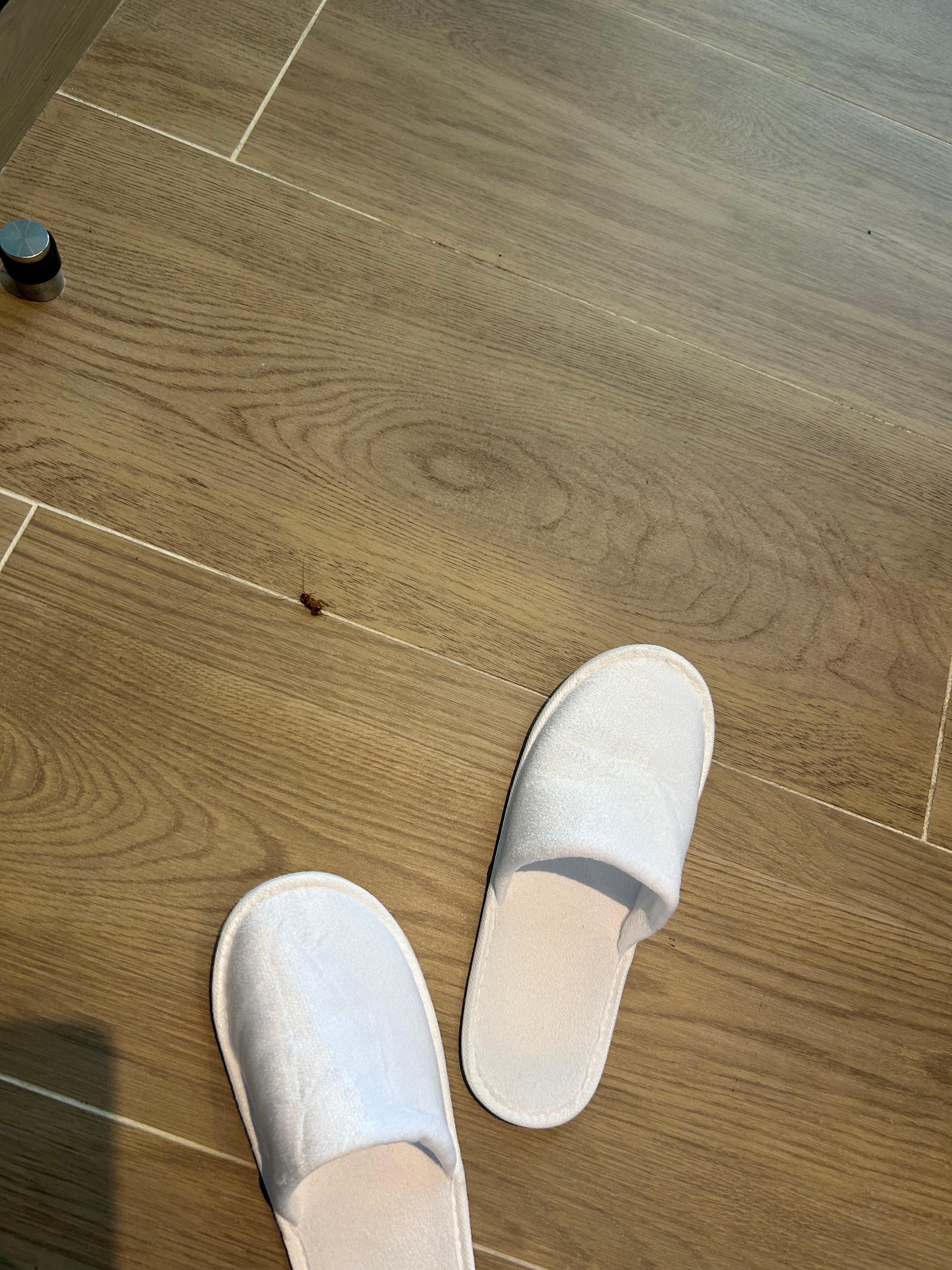 Cockroach found in our room