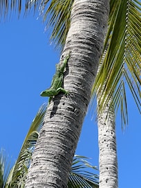 Our little friend at the pool. We saw and heard many green parrots flying around as well.