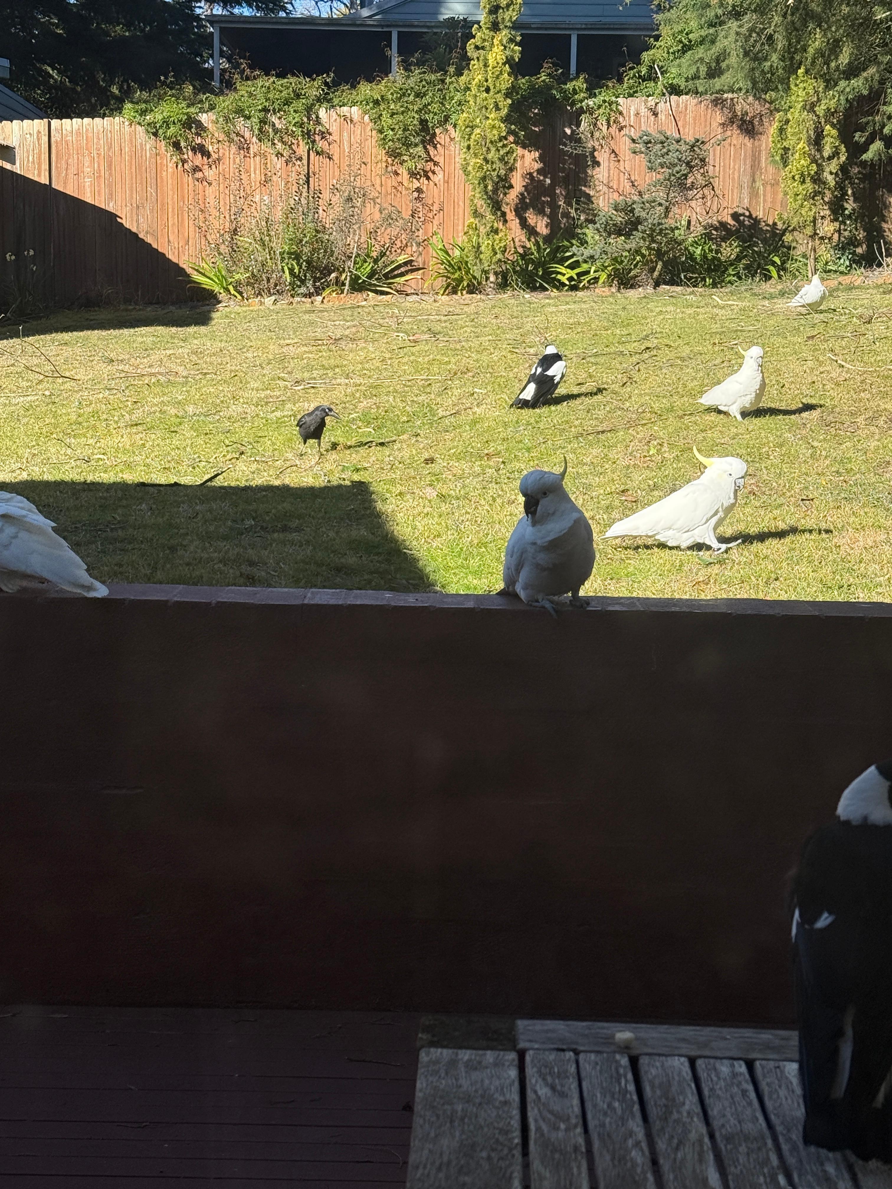 Bird visitors