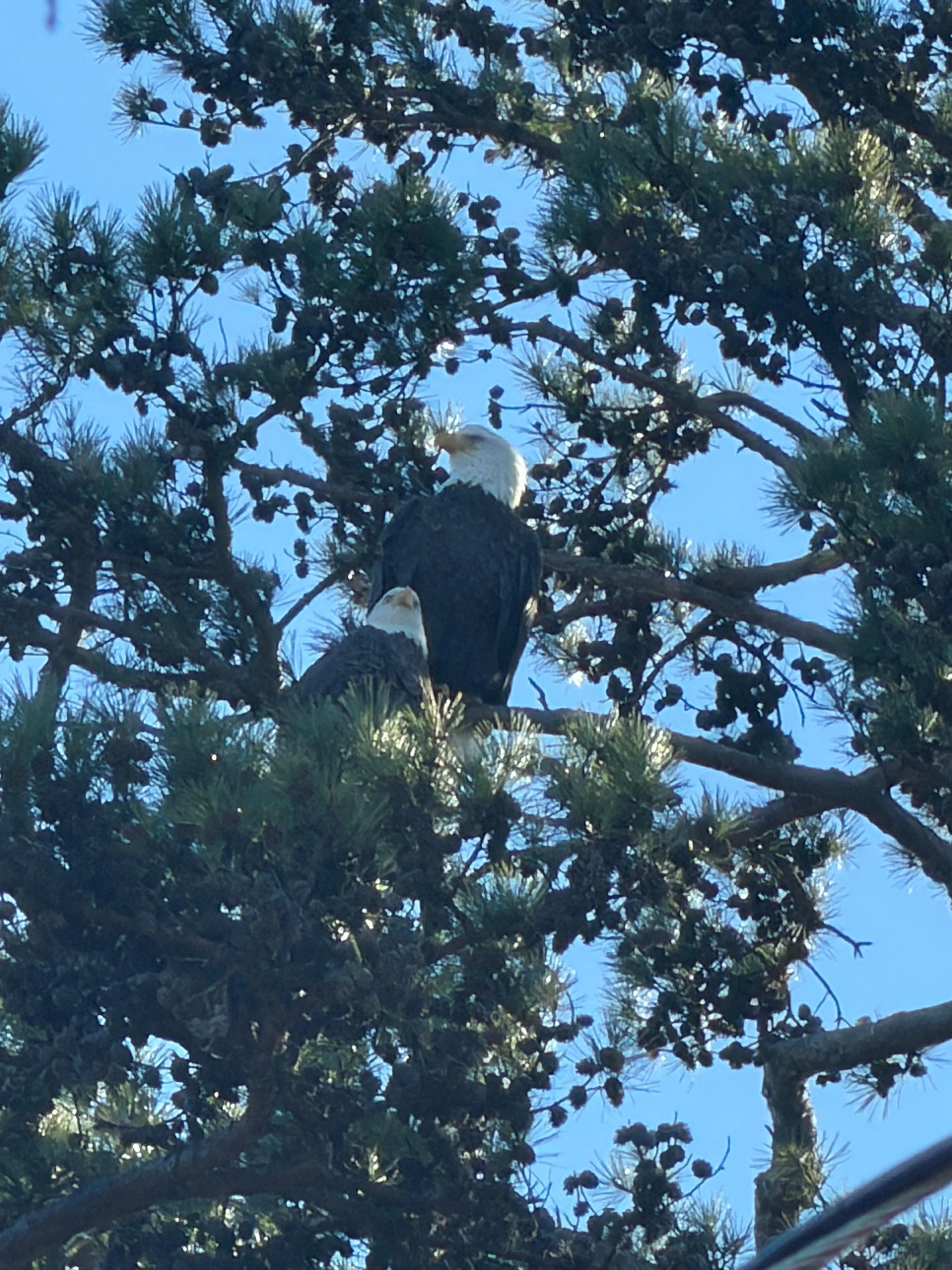 Bald Eagles outside the home. 