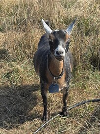 Sweet goat friend