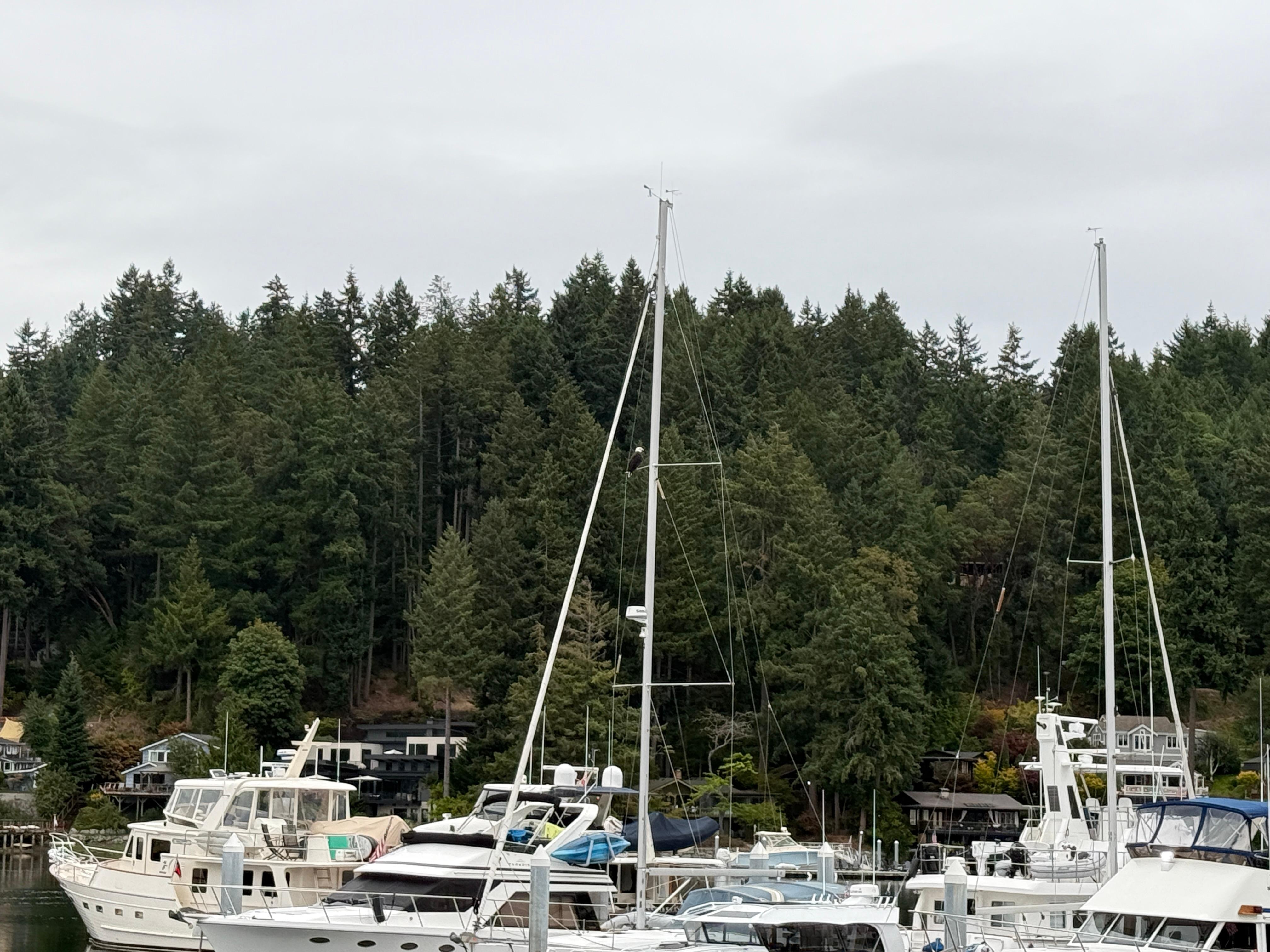 Bald eagle on mast a few boats away!