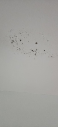 Mold