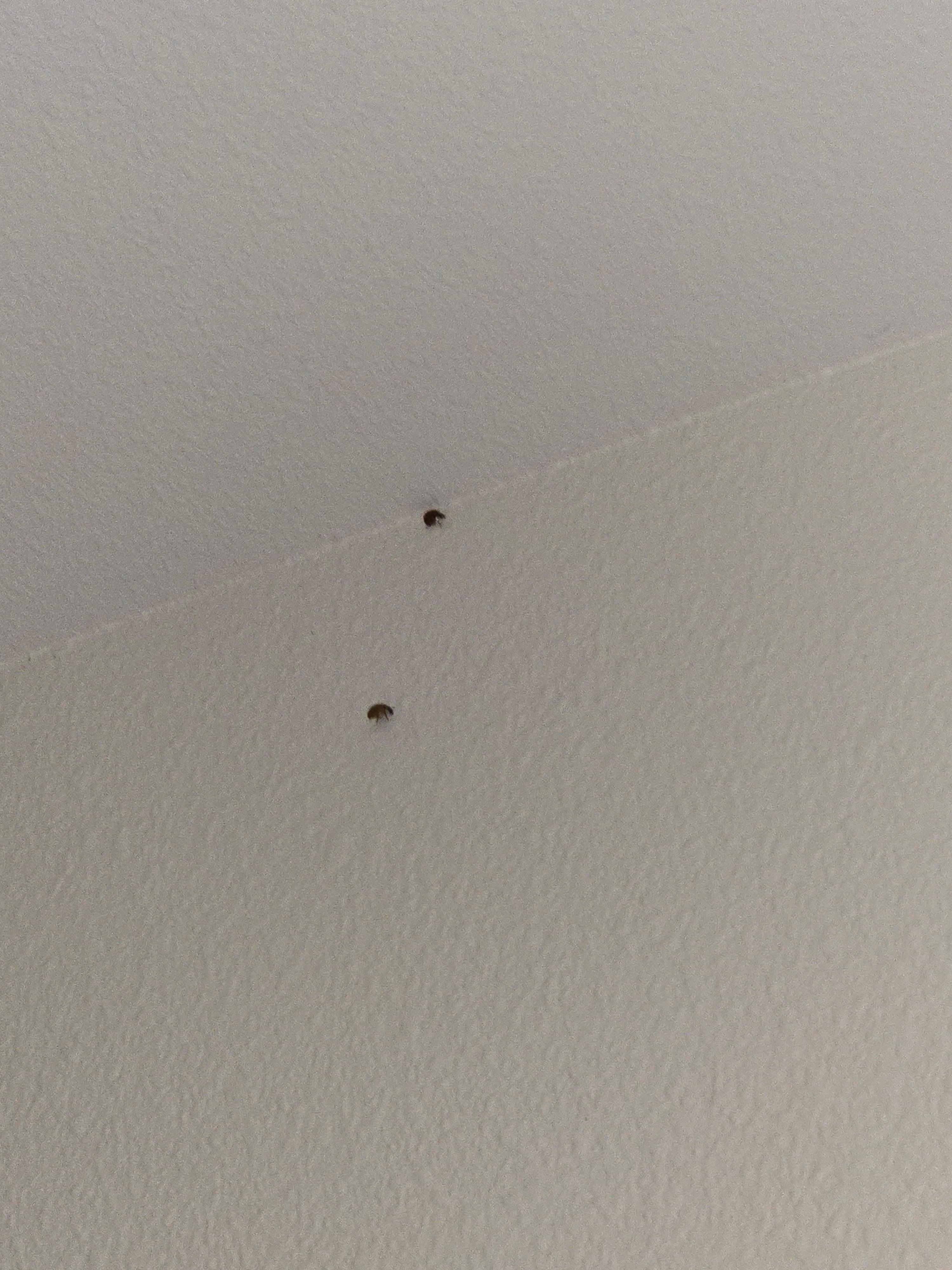 Ladybugs near the bathroom