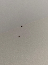 Ladybugs near the bathroom