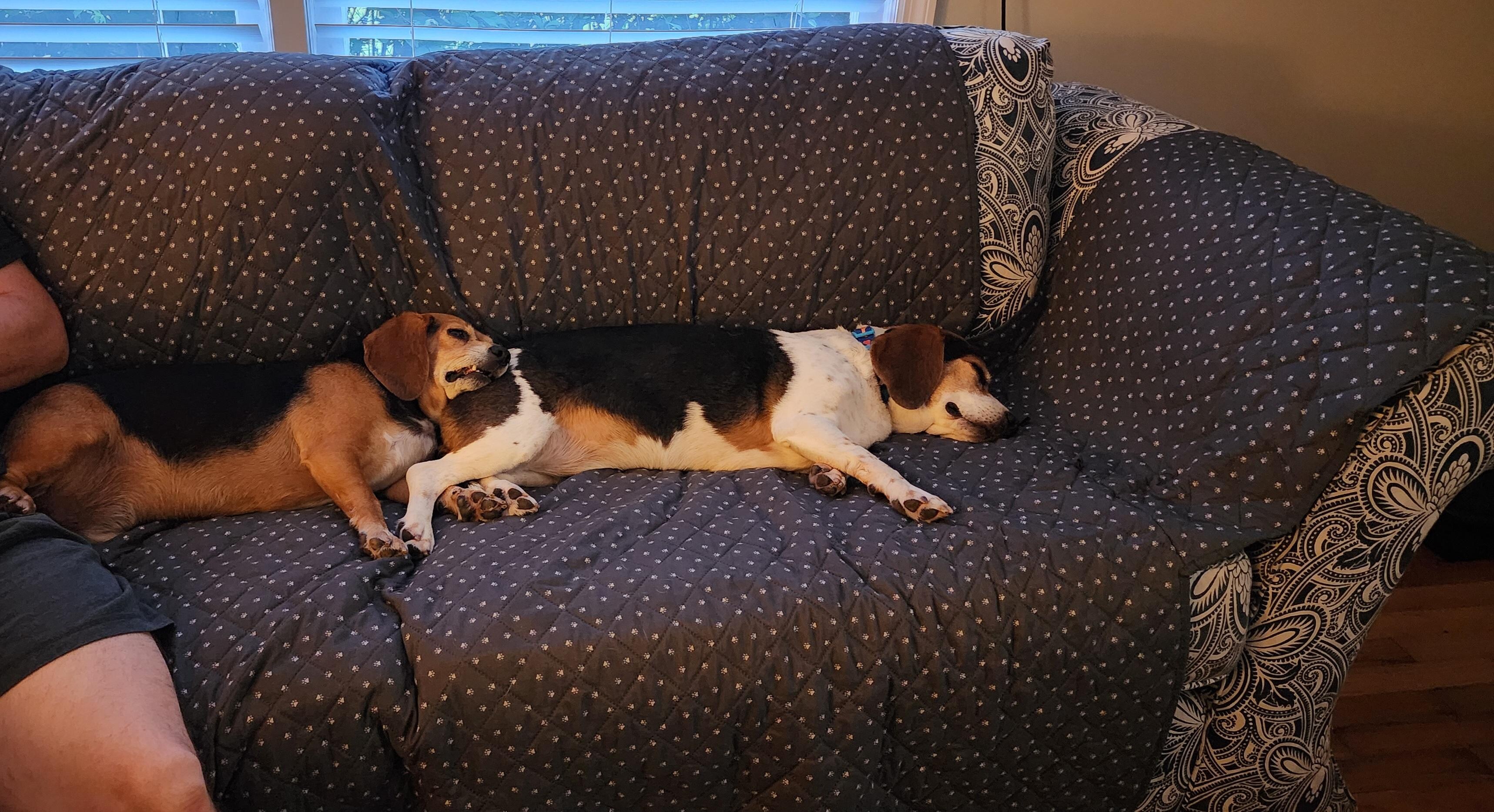 Our dogs were definitely comfortable. 