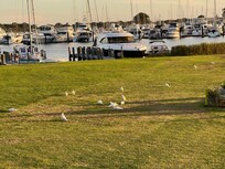 Watching the bird life in front of the press one of the delights