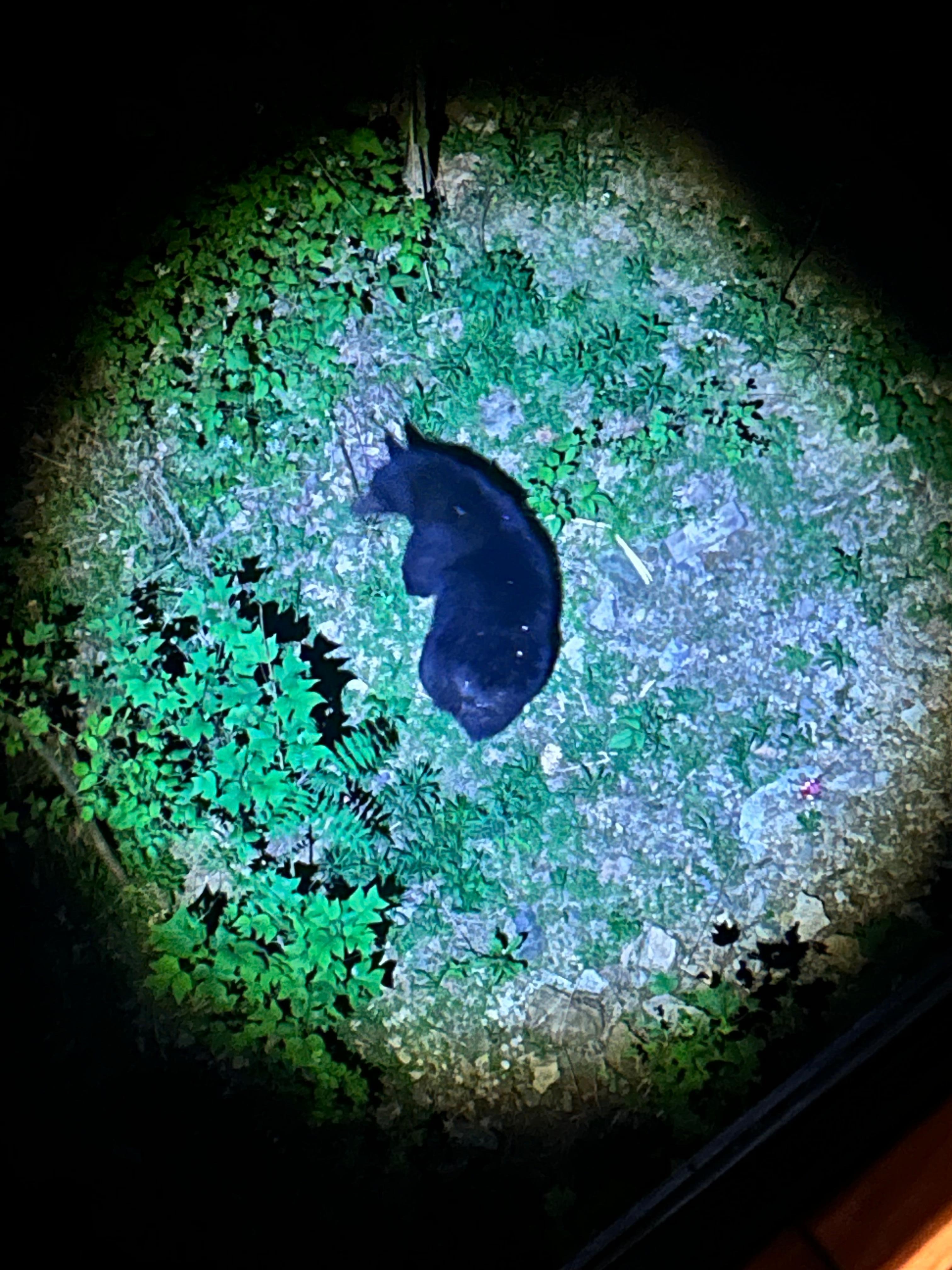 Mama bear (view from 2nd balcony)